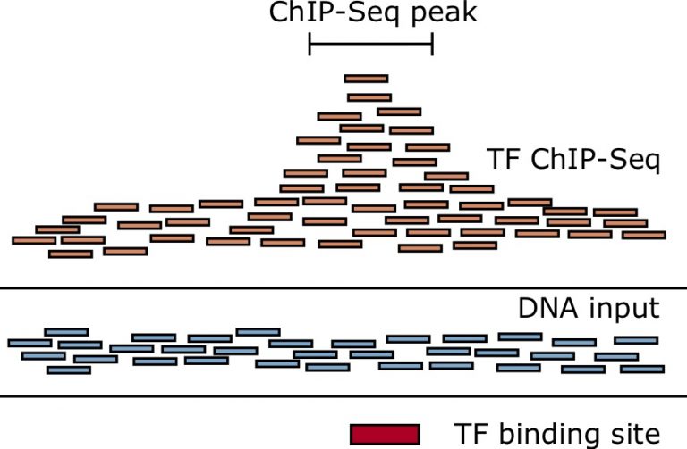 Chapter Gene Regulation Applied Bioinformatics