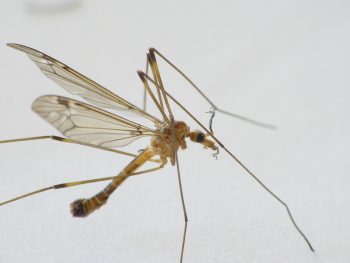 Week 9: Reading – Entomology 311 Lab Manual