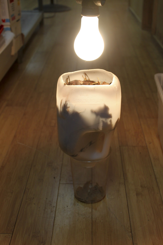 Week 1 Reading Entomology 311 Lab Manual