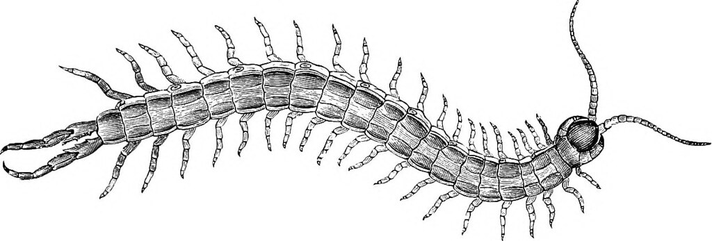 Lab 7 Assignment: Soil Arthropods – Entomology 311 Lab Manual