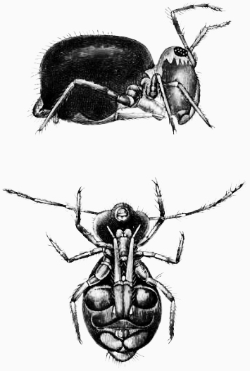 Lab 7 Assignment: Soil Arthropods – Entomology 311 Lab Manual