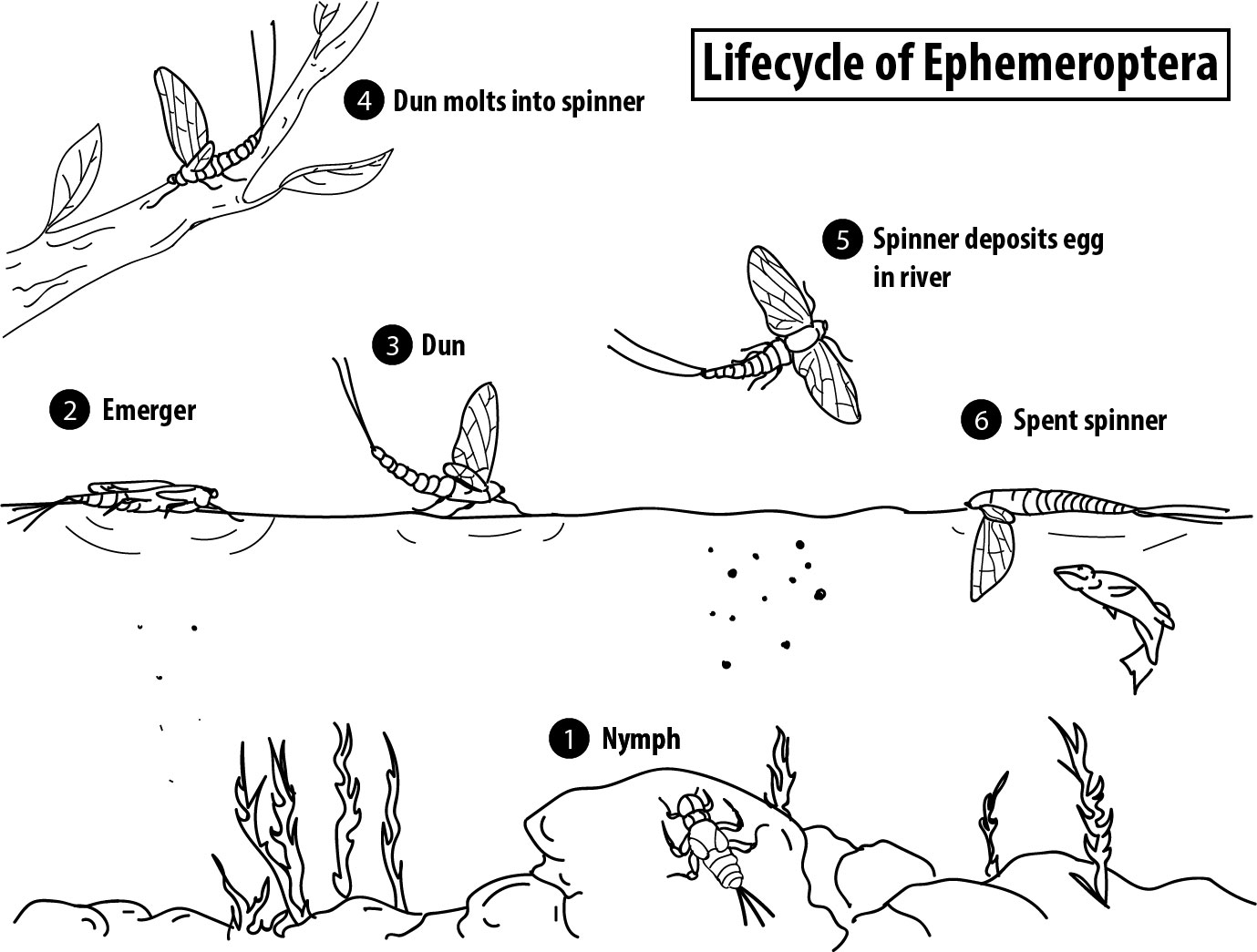 Figure 2-1: Lifecycle of ephemeroptera.