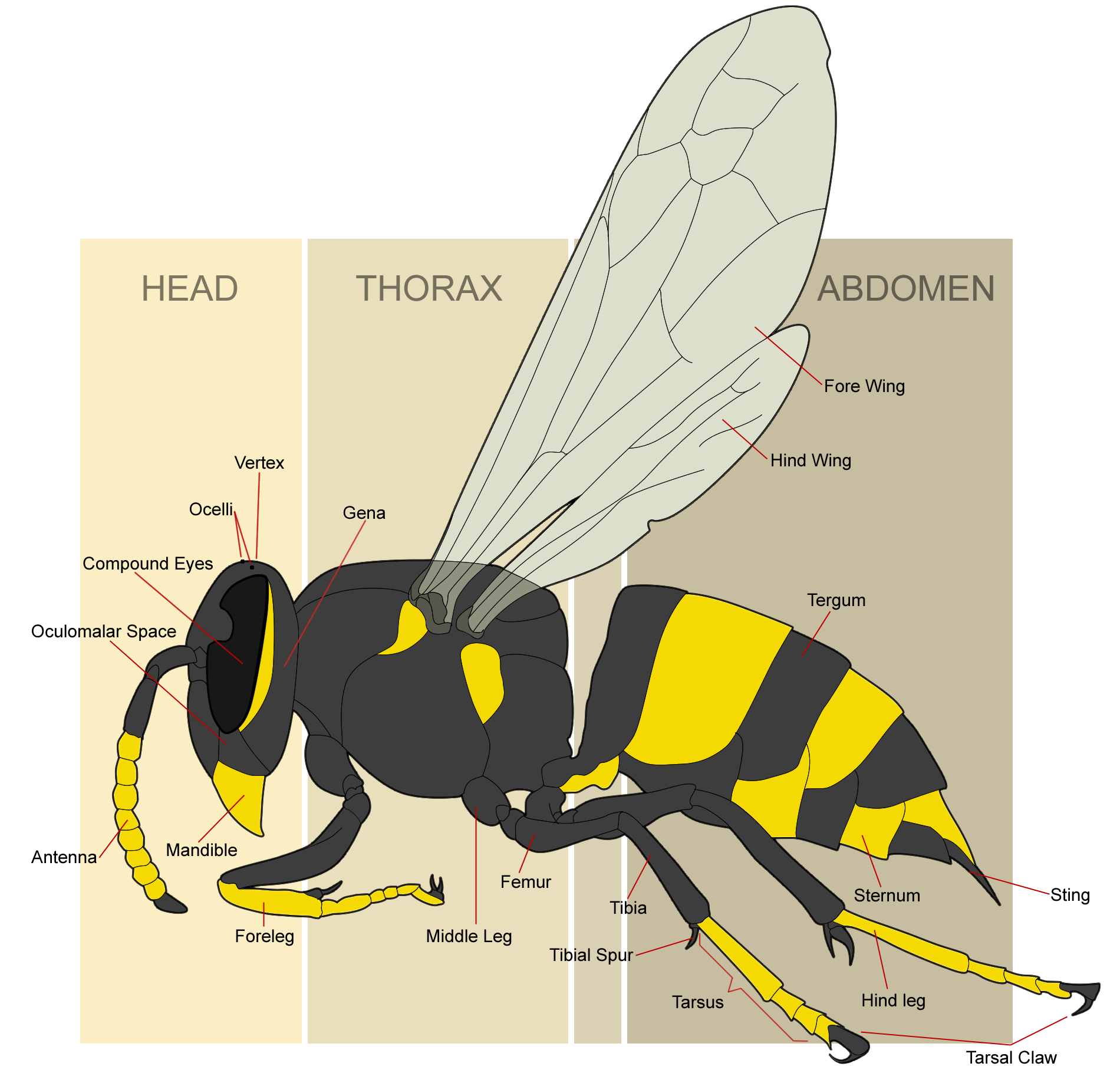 week-6-reading-entomology-311-lab-manual