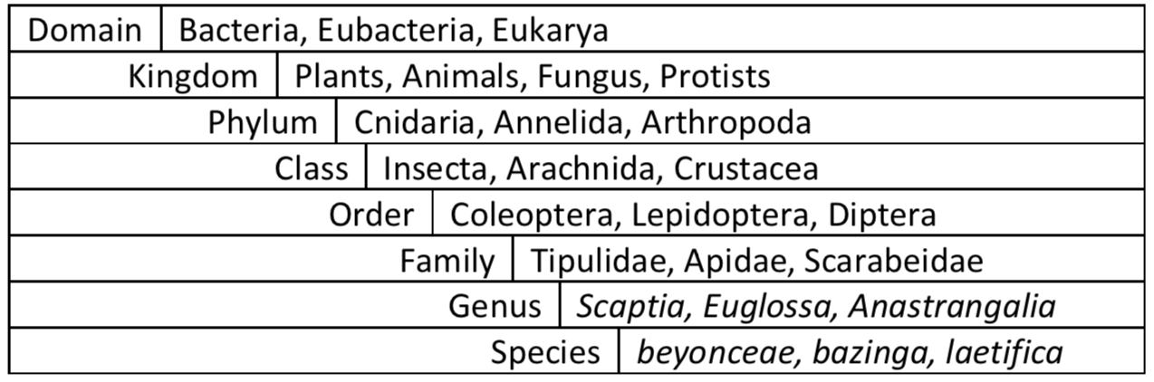 Table describing the different taxonomic ranks of organisms.