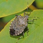 Week 5: Hemiptera – Entomology 311 Lab Manual