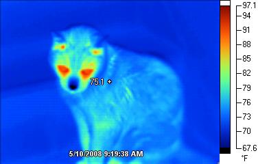 Infrared image of a cat.