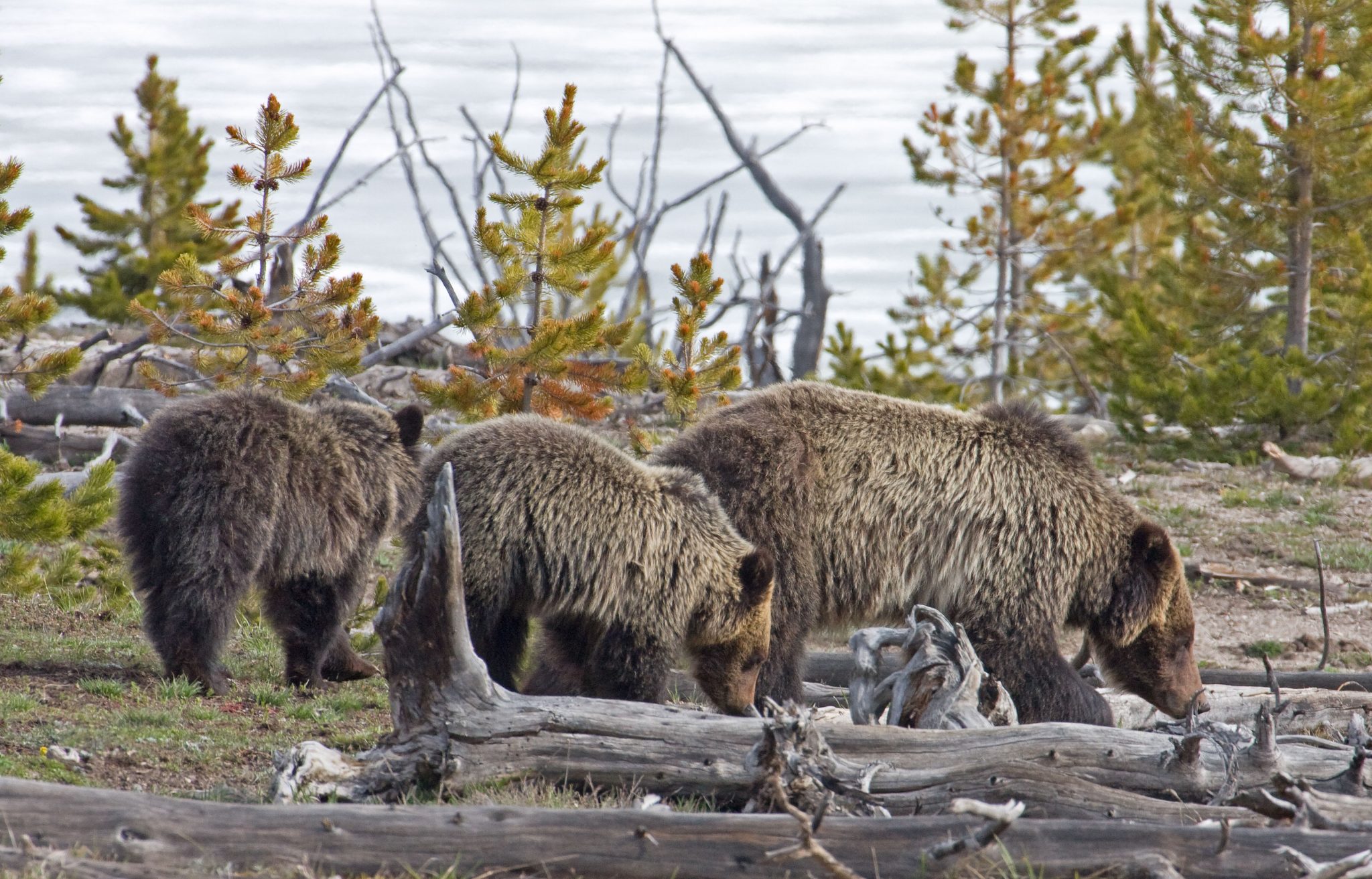 Grizzly Bears and the Endangered Species Act