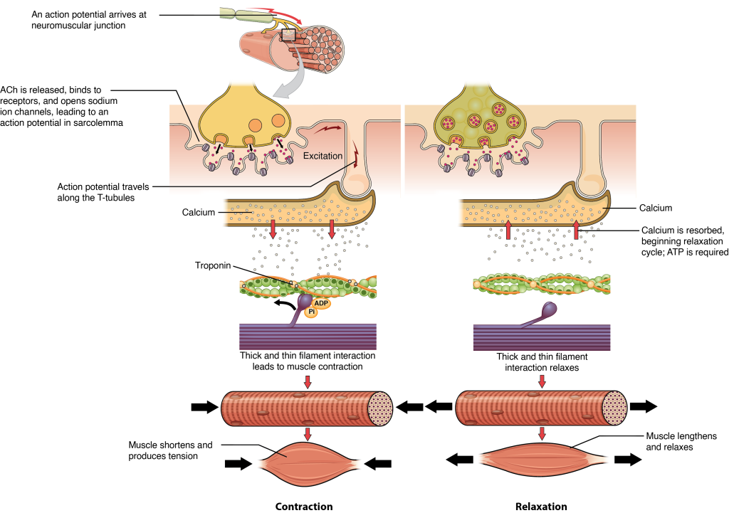 10.3 Muscle Fiber Excitation, Contraction, And Relaxation – Anatomy ...