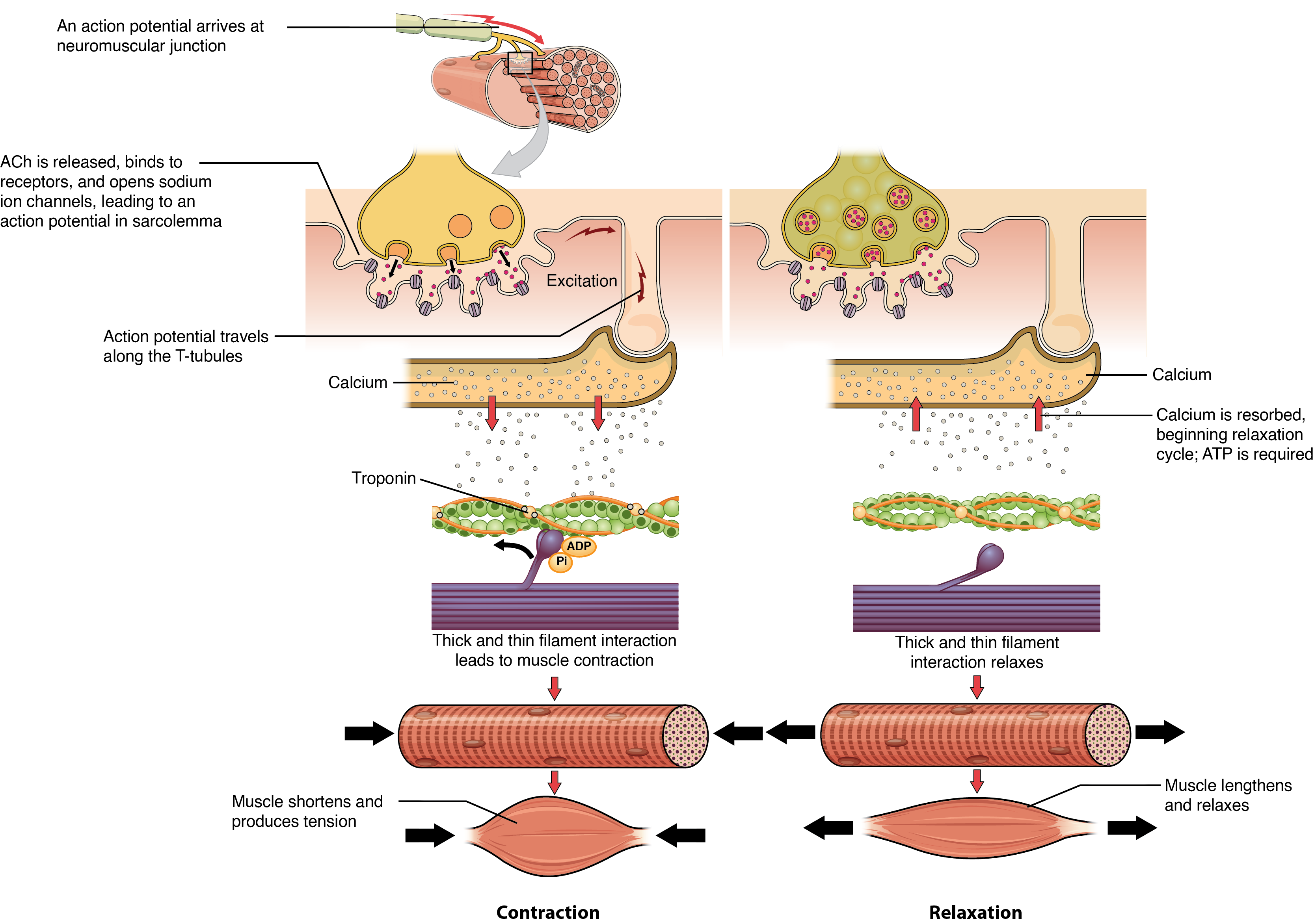 skeletal muscle action potential