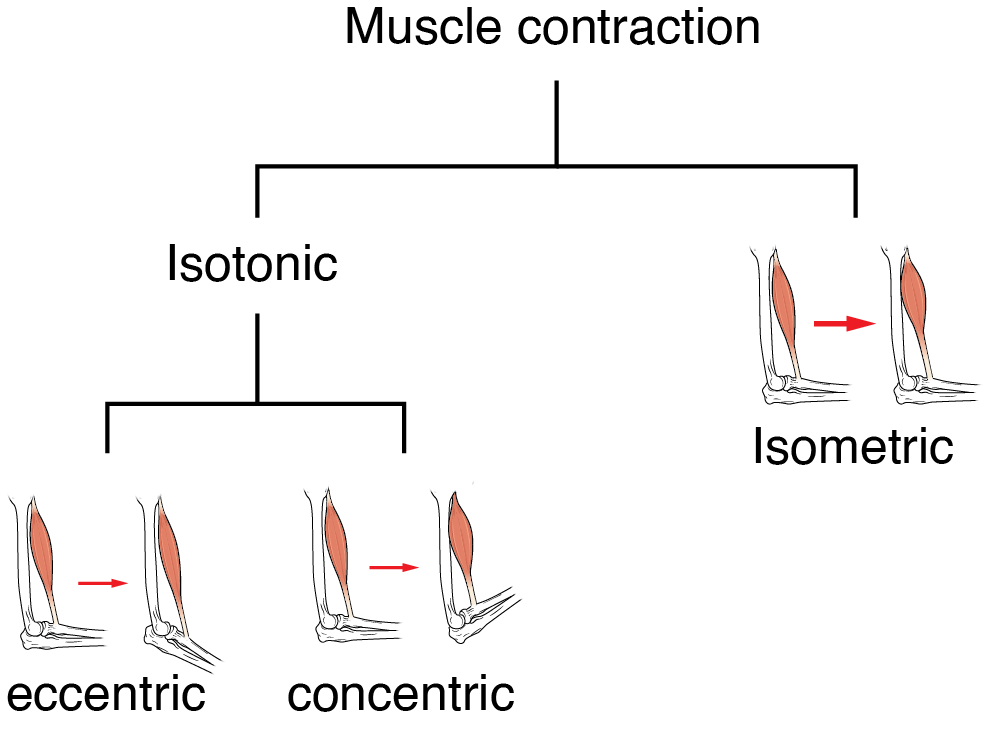 Figure 10.4.2 - Skeletal Muscle Contractions