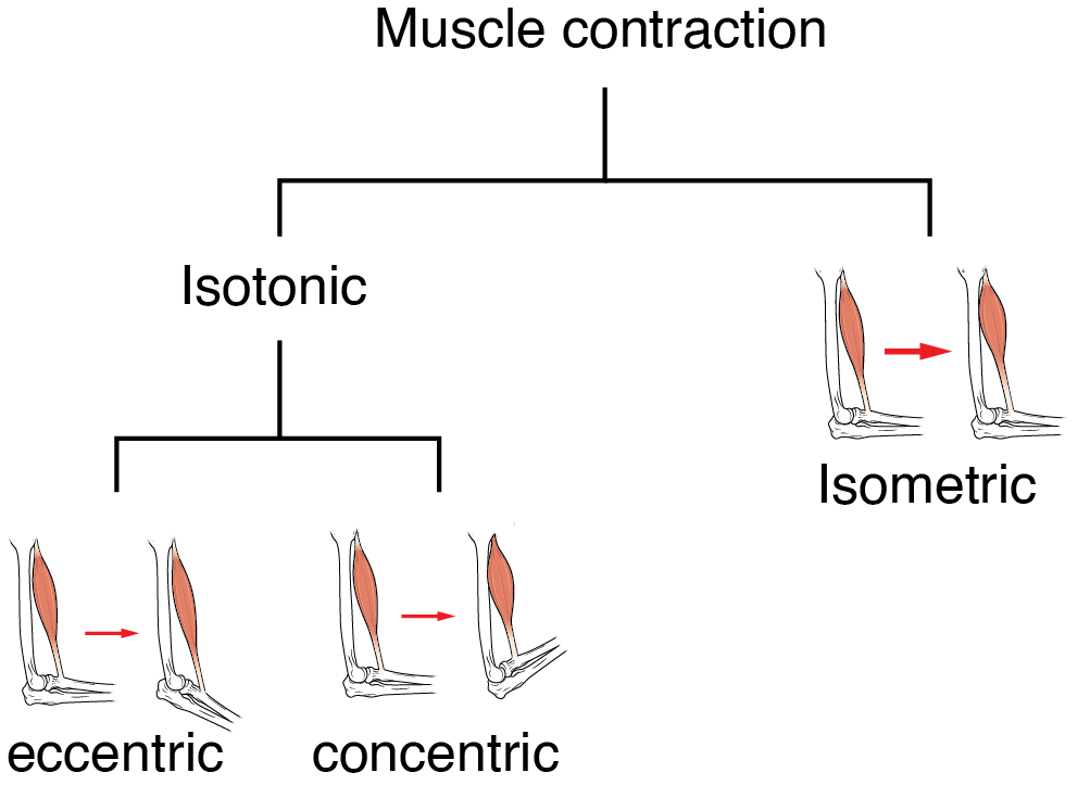 Figure 30.2 - Skeletal Muscle Contractions