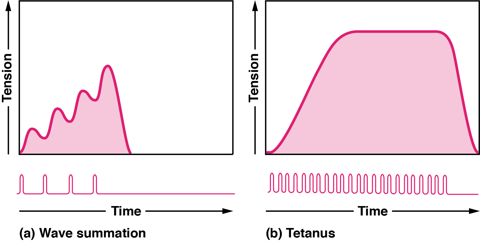 isometric vs isotonic contraction graph