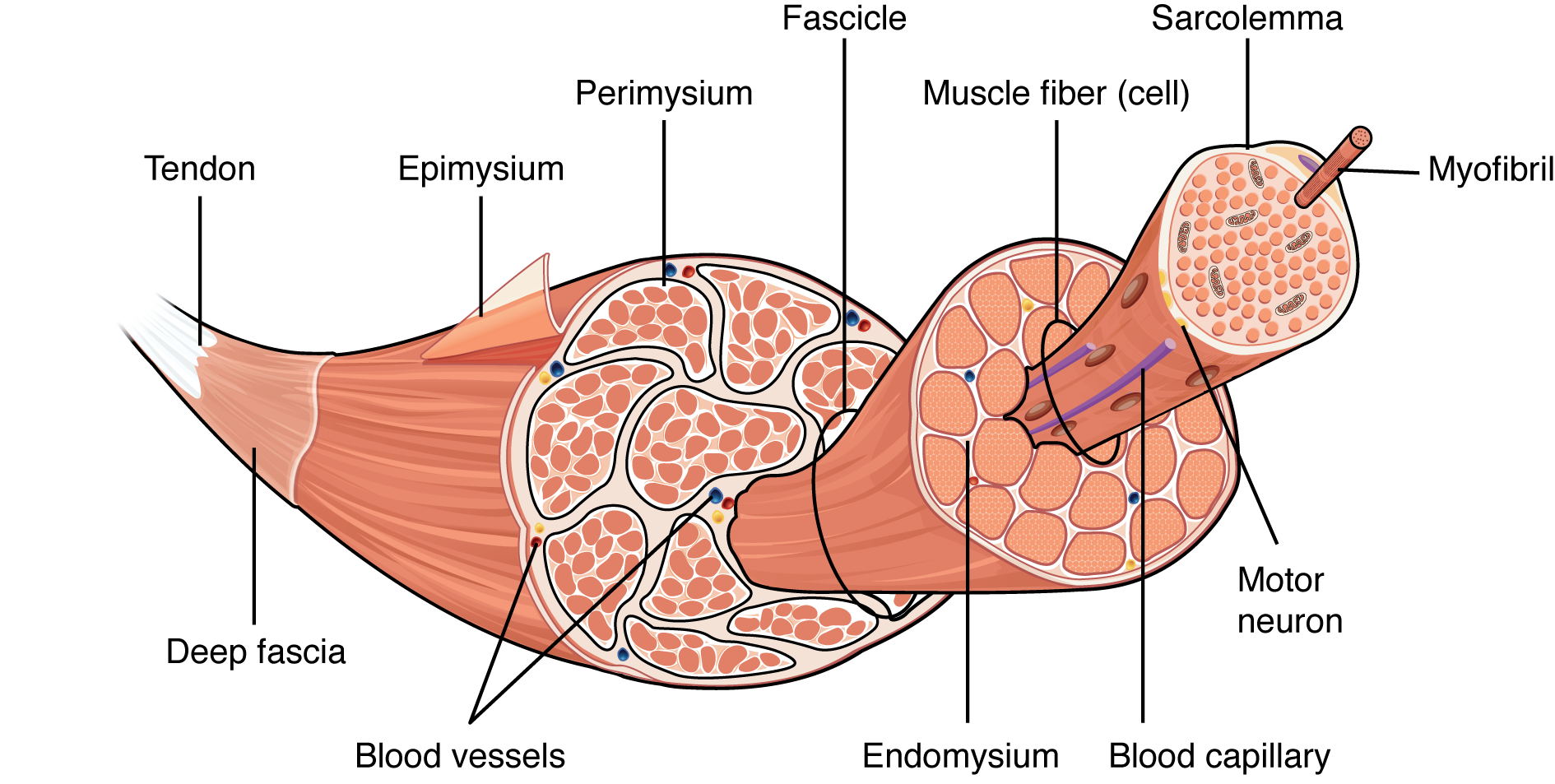 This figure shows the structure of muscle fibers. The top panel shows a skeleton muscle fiber, and a magnified view of the muscle fascicles are shown. The middle panel shows a magnified view of the muscle fascicles with the muscle fibers, perimysium and the endomysium. The bottom panel shows the structure of the muscle fiber with the sarcolemma highlighted.