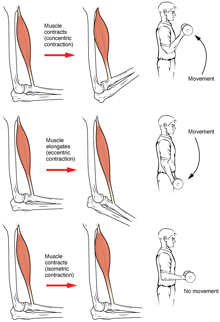 when contraction occurs