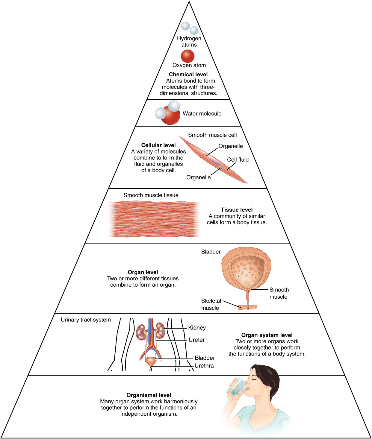 Female images were divided into six anatomical regions in order to