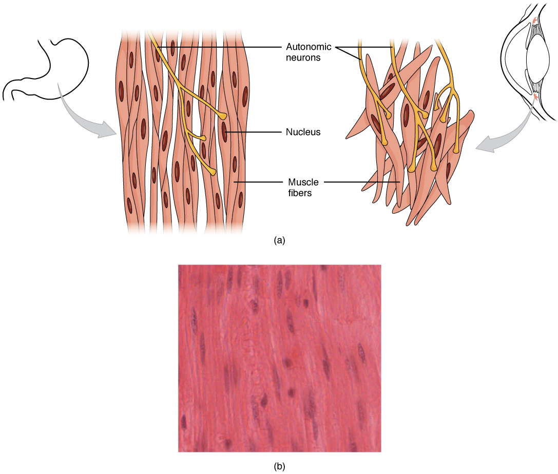 Smooth muscle cells are ______ structures