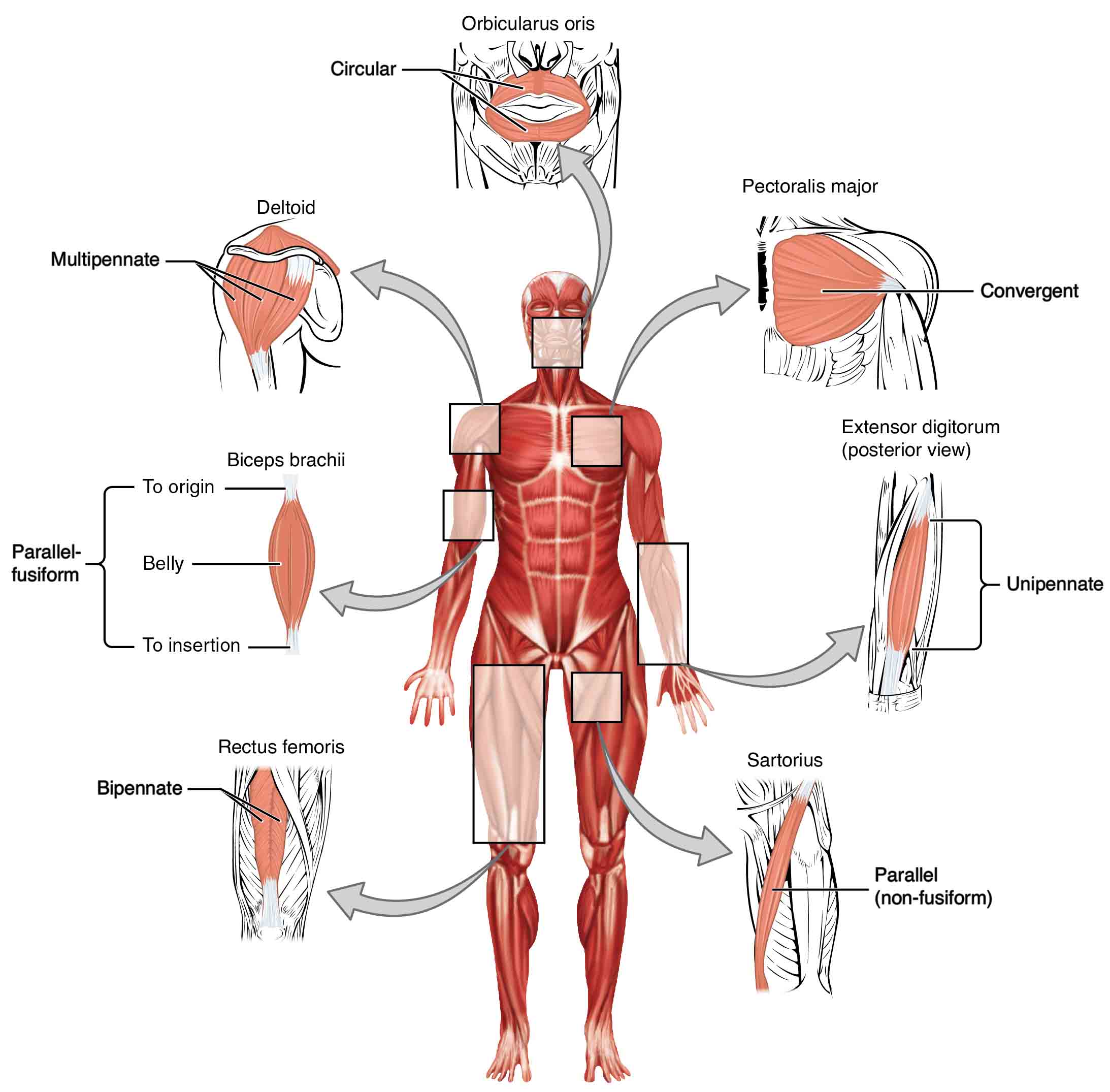 This figure shows the human body with the major muscle groups labeled.
