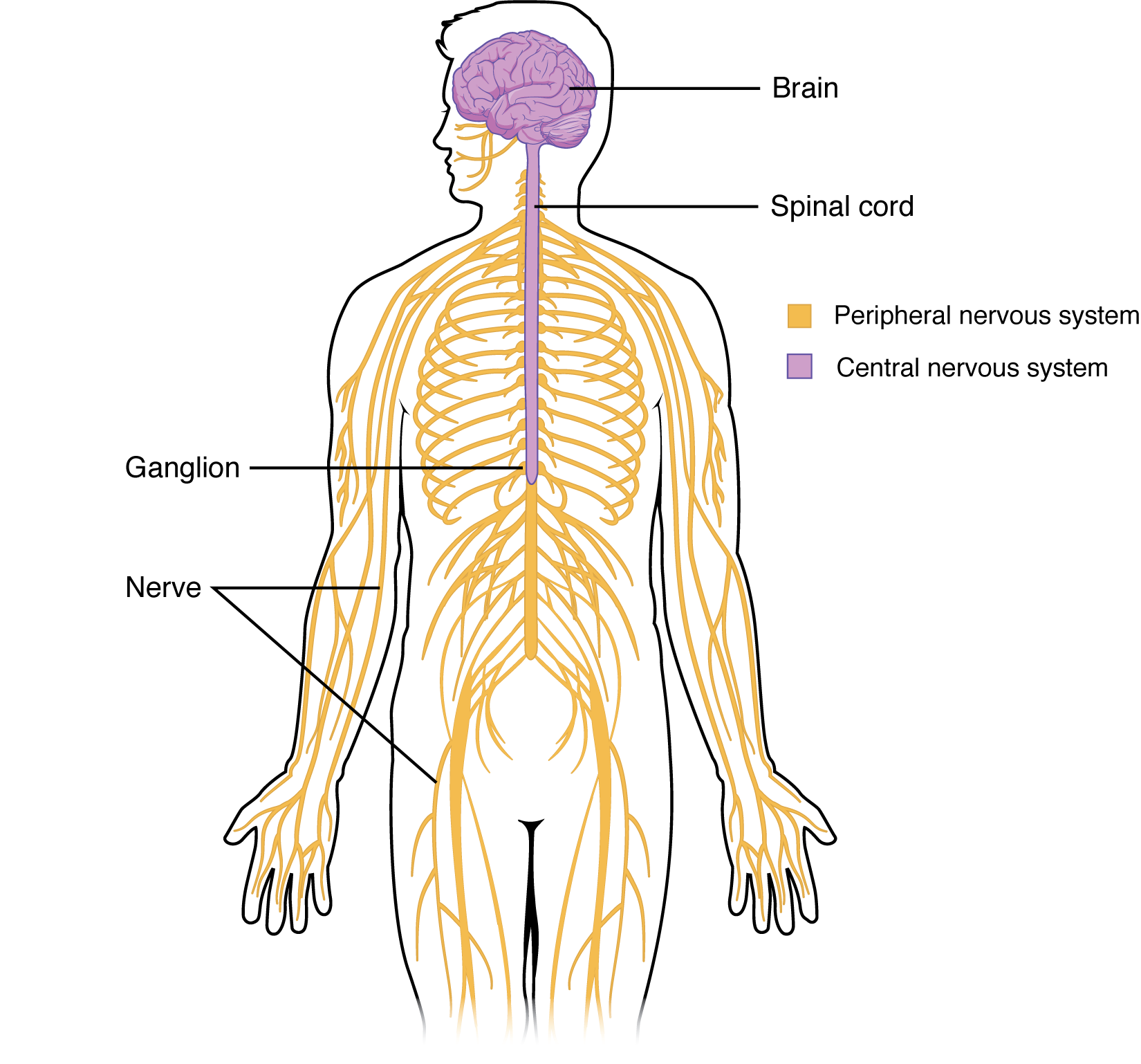 This diagram shows a silhouette of a human highlighting the nervous system. The central nervous system is composed of the brain and spinal cord. The brain is a large mass of ridged and striated tissue within the head. The spinal cord extends down from the brain and travels through the torso, ending in the pelvis. Pairs of enlarged nervous tissue, labeled ganglia, flank the spinal cord as it travels through the rib area. The ganglia are part of the peripheral nervous system, along with the many thread-like nerves that radiate from the spinal cord and ganglia through the arms, abdomen and legs.