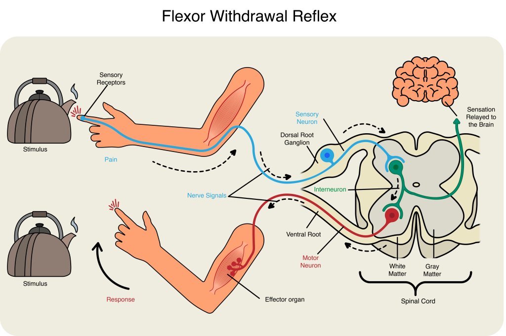 13.5 Ventral Horn Output And Reflexes – Anatomy & Physiology