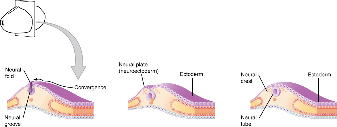  Embryonic Development – Anatomy & Physiology