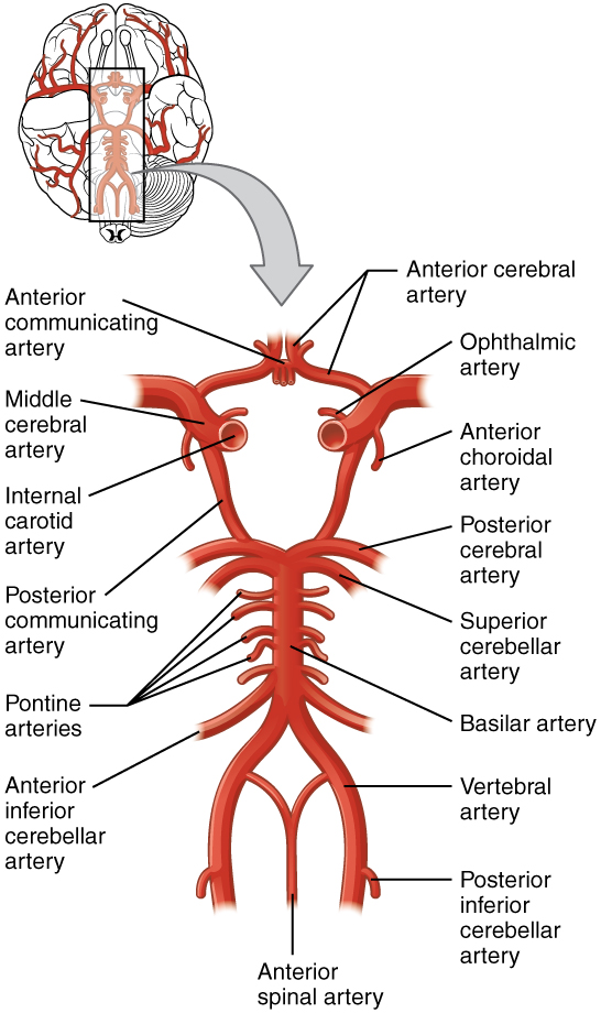This diagram shows a series of interconnected blood vessels and capillaries.