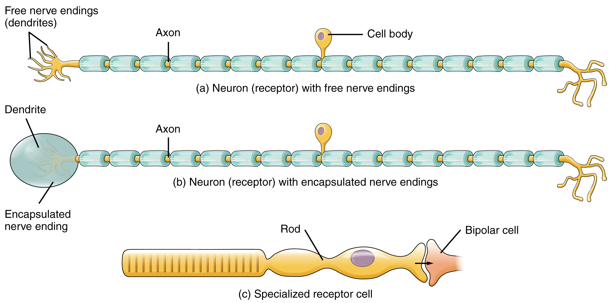 free nerve endings function