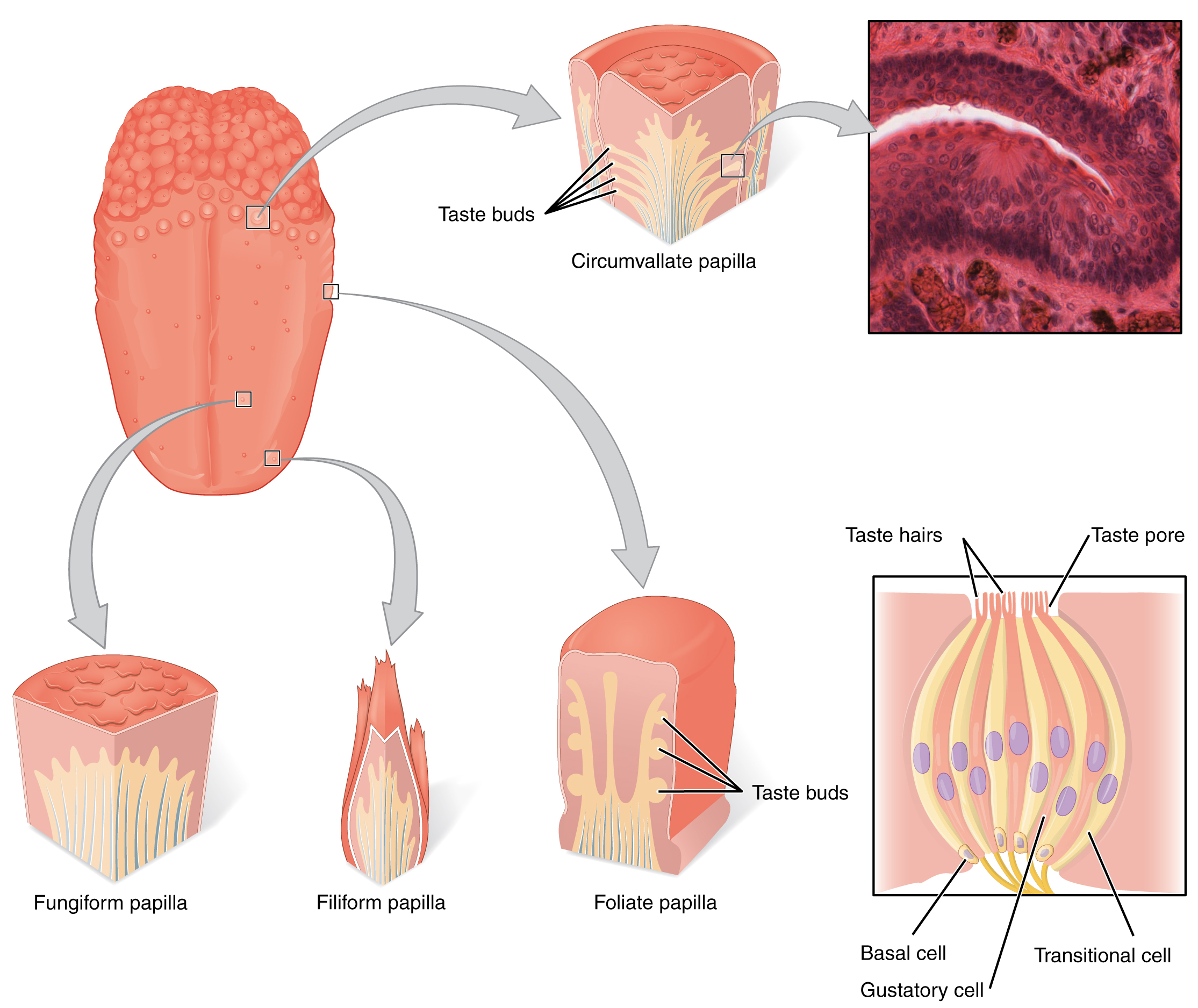 The left panel shows the image of a tongue with callouts that show magnified views of different parts of the tongue. The top right panel shows a micrograph of the circumvallate papilla, and the bottom right panel shows the structure of a taste bud.