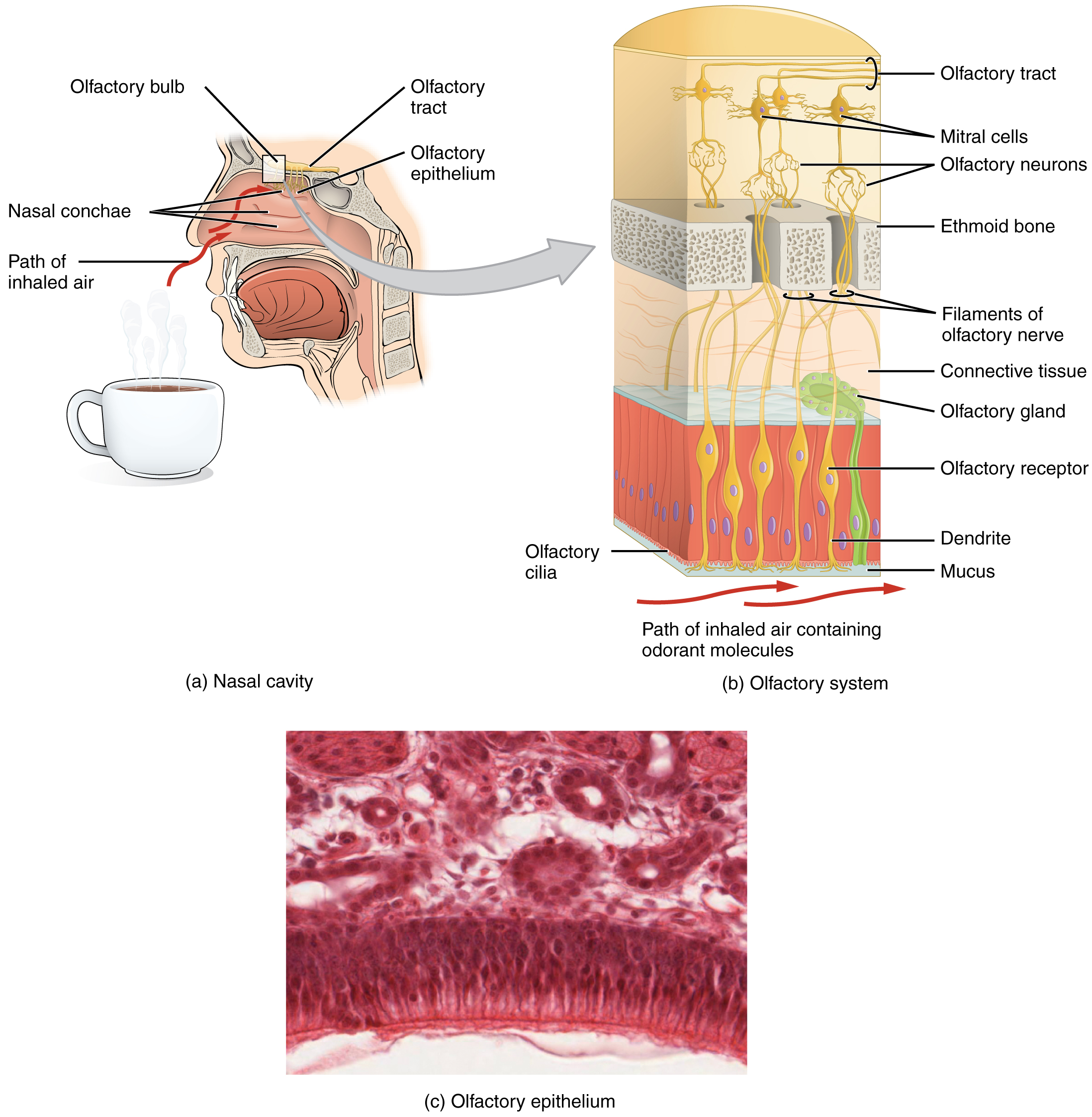 The top left panel of this image shows the side view of a person’s face with a cup containing a beverage underneath the nose. The image shows how the aroma of the beverage passes through the nasal cavity. The top right panel shows a detailed ultrastructure of the olfactory bulb. The bottom panel shows a micrograph of the nasal cavity.