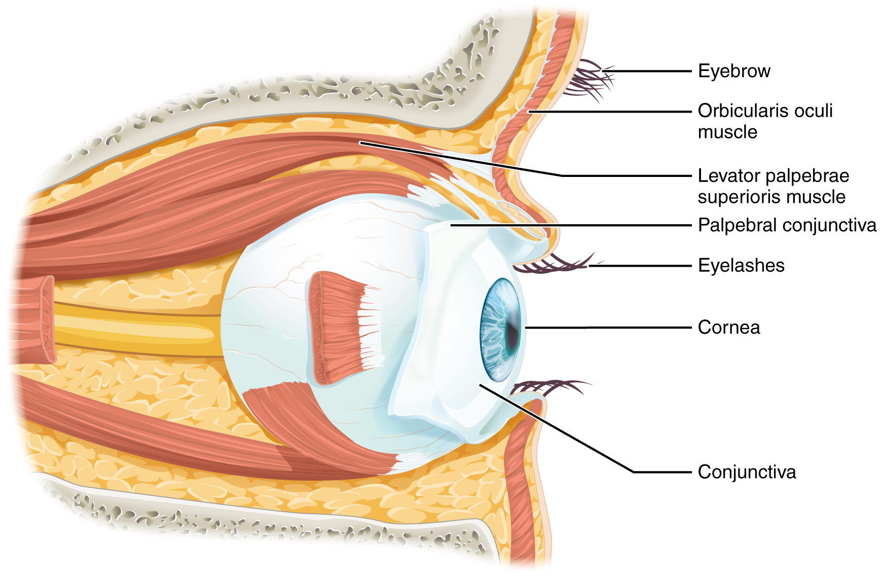 This diagram shows the lateral view of the eye. The major parts are labeled.