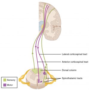 14.5 Sensory and Motor Pathways – Anatomy & Physiology