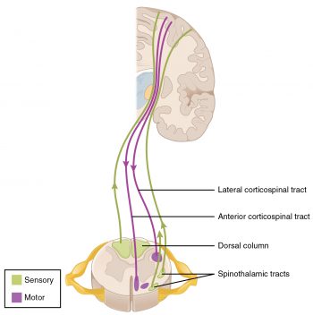 14.5 Sensory and Motor Pathways – Anatomy & Physiology