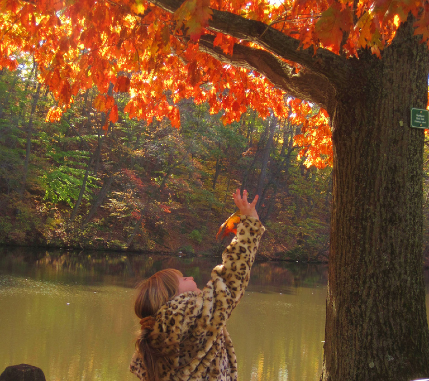 This photo shows a young girl reaching for an orange leaf on an oak tree. She is on a walkway near a creek. The opposite shore is a deep slope covered with more trees in autumn colors.