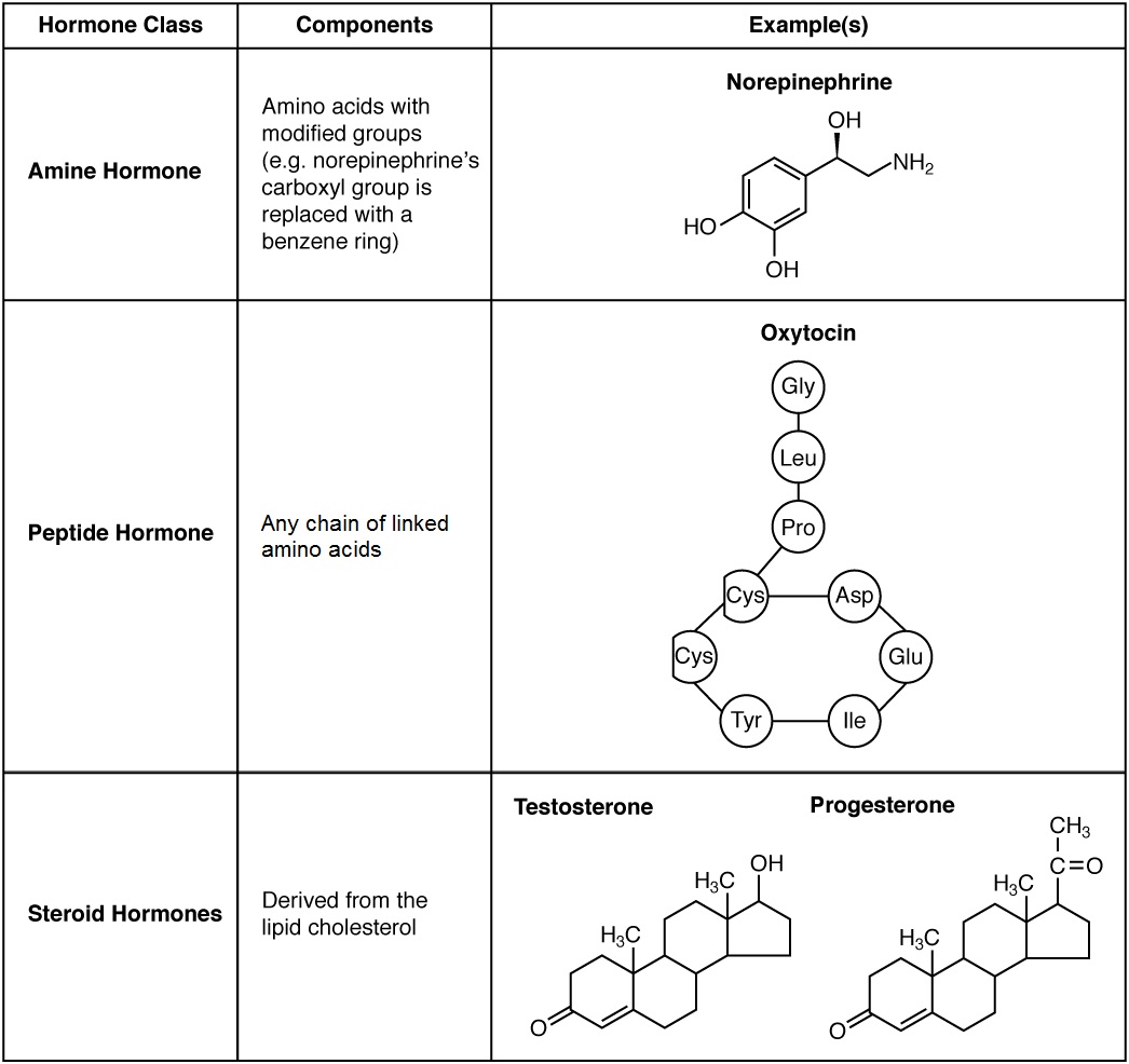 This table shows the chemical structure of amine hormones, peptide hormones, protein hormones, and steroid hormones. Amine hormones are amino acids with modified side groups. The example given is norepinephrine, which contains the NH two group typical of an amino acid, along with a hydroxyl (OH) group. The carboxyl group typical of most amino acids is replaced with a benzene ring, depicted as a hexagon of carbons that are connected by alternating single and double bonds. Peptide hormones are composed of short chains of amino acids. The example given is oxytocin, which has a chain of the following amino acids: GLY, LEU, PRO. The PRO is the bottom of the chain, which connects to a ring of the following amino acids: CYS, CYS, TYR, ILE, GLU, and ASP. Protein hormones are composed of long chains of linked amino acids. The example given is human growth hormone, which is composed of a bundle of amino acid strands, some thread-like, some coiled, and some in flat, folded sheets. Finally, steroid hormones are derived from the lipid cholesterol. Testosterone and progesterone are given as examples, which each contain several hexagonal and pentagonal carbon rings linked together.