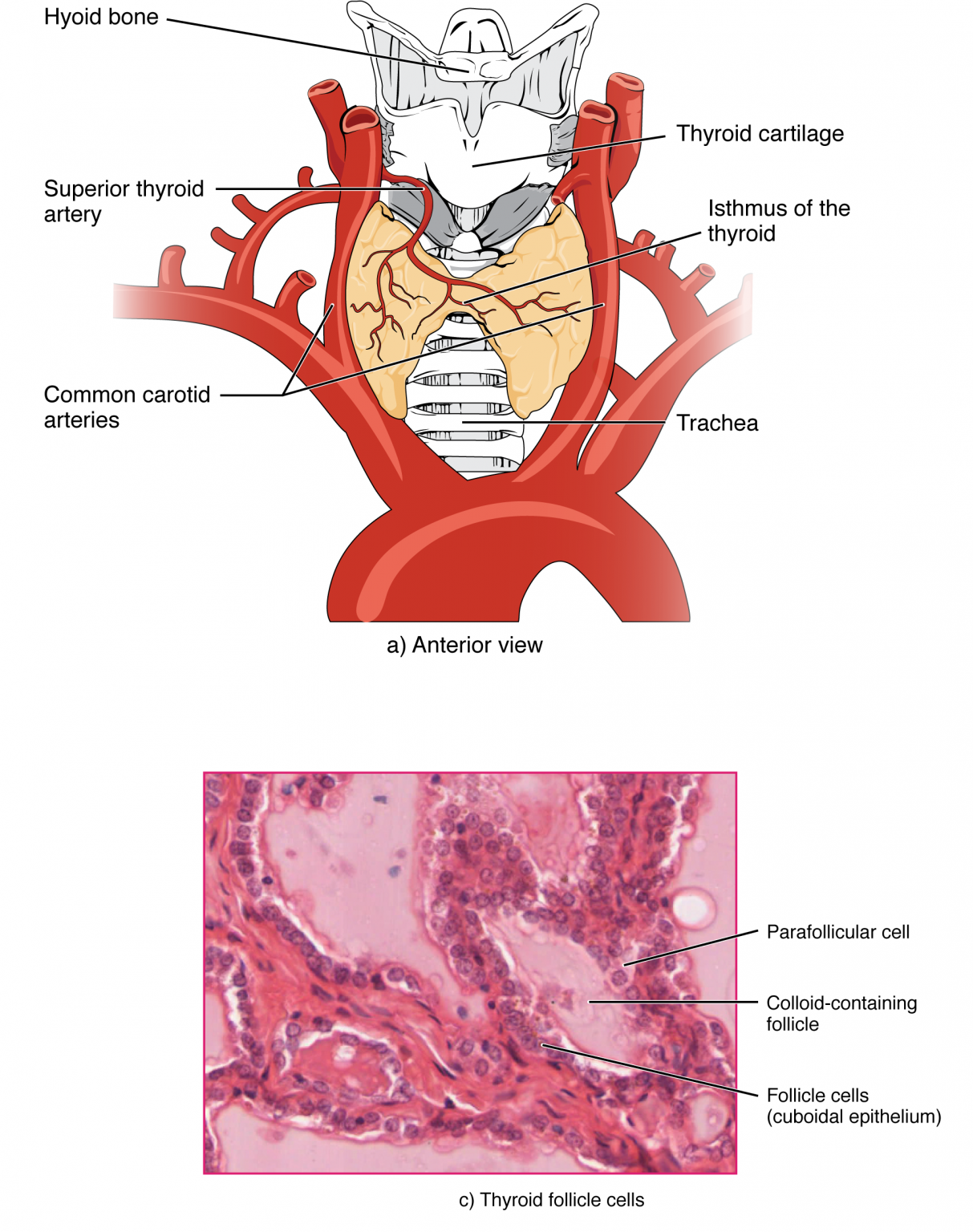 17.4 The Thyroid Gland – Anatomy & Physiology