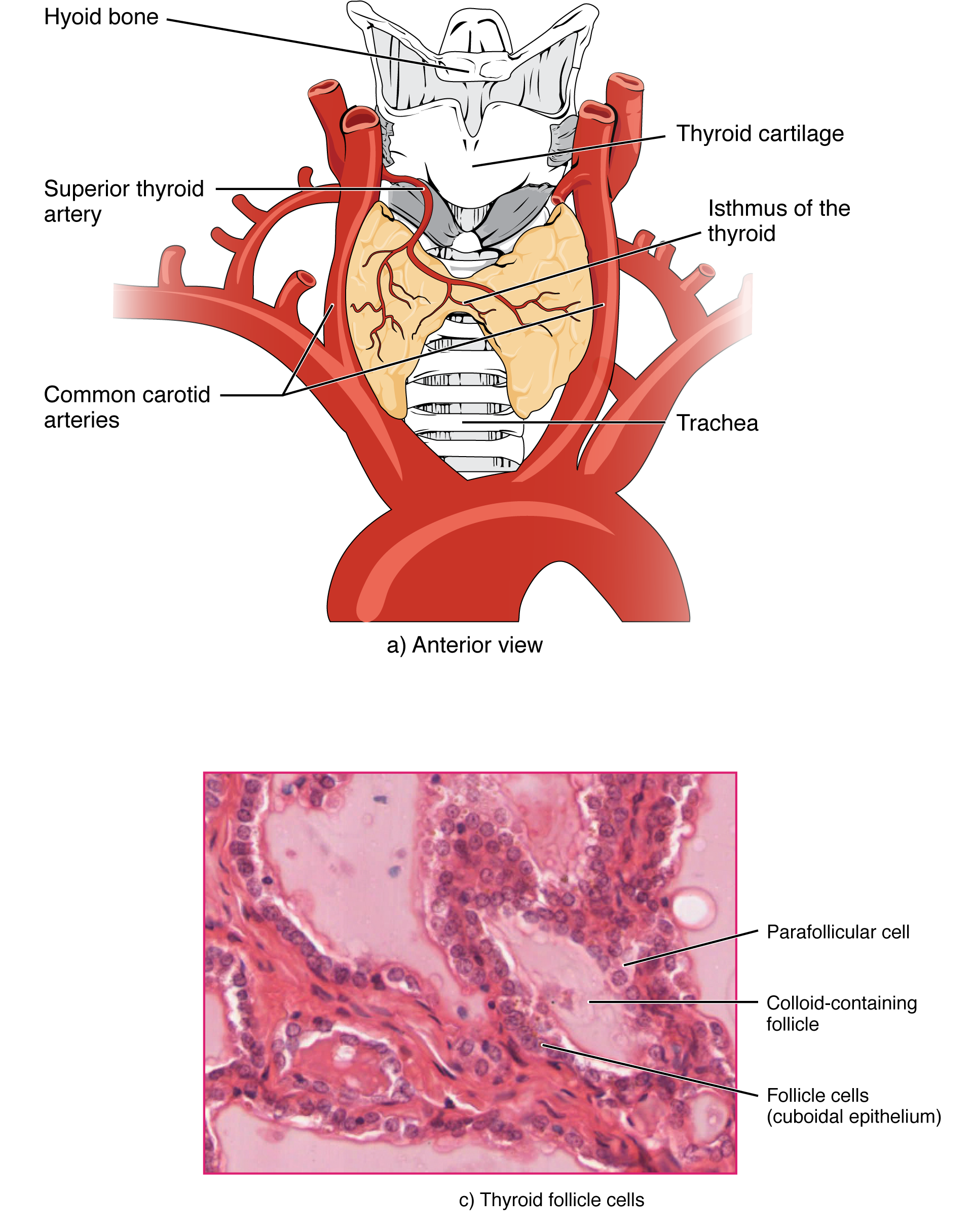 Part A of this figure is a diagram of the anterior view of the thyroid gland. The thyroid gland is a butterfly-shaped gland wrapping around the trachea. It narrows at its center, just under the thyroid cartilage of the larynx. This narrow area is called the isthmus of the thyroid. Two large arteries, the common carotid arteries, run parallel to the trachea on the outer border of the thyroid. A small artery enters the superior edge of the thyroid, near the isthmus, and branches throughout the two “wings” of the thyroid. Part B of this figure is a posterior view of the thyroid. The posterior view shows that the thyroid does not completely wrap around the posterior of the trachea. The posterior sides of the thyroid wings can be seen protruding from under the cricoid cartilage of the larynx. The posterior sides of the thyroid “wings” each contain two small, disc-shaped parathyroid glands embedded in the thyroid tissue. Within each wing, one disc is located superior to the other. These are labeled the left and right parathyroid glands. Just under the inferior parathyroid glands are two arteries that bring blood to the thyroid from the left and right subclavian arteries. Part C of this figure is a micrograph of thyroid tissue. The thyroid follicle cells are cuboidal epithelial cells. These cells form a ring around irregular-shaped cavities called follicles. The follicles contain light colored colloid. A larger parafollicular cell is embedded between two of the follicular cells near the edge of a follicle.