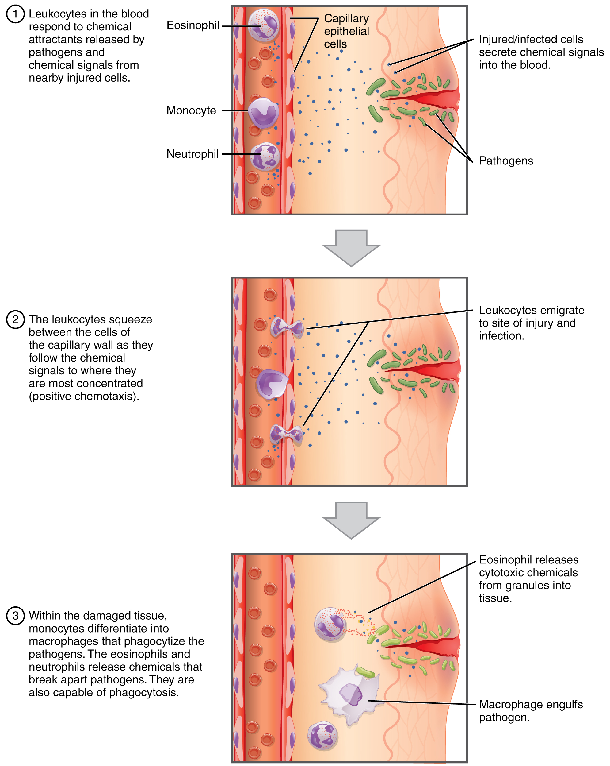 White blood cell, Definition & Function