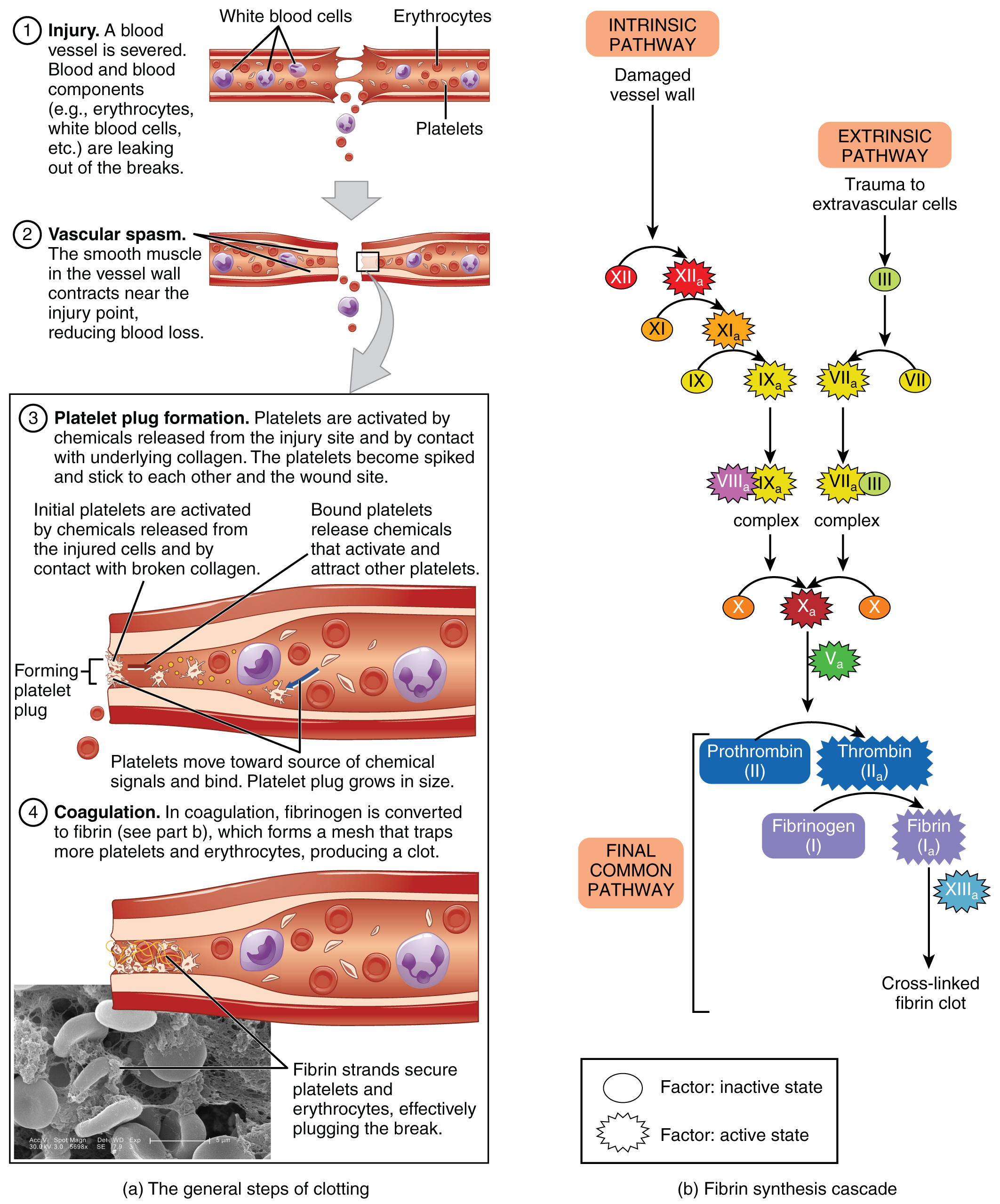 Human Platelets Clotting