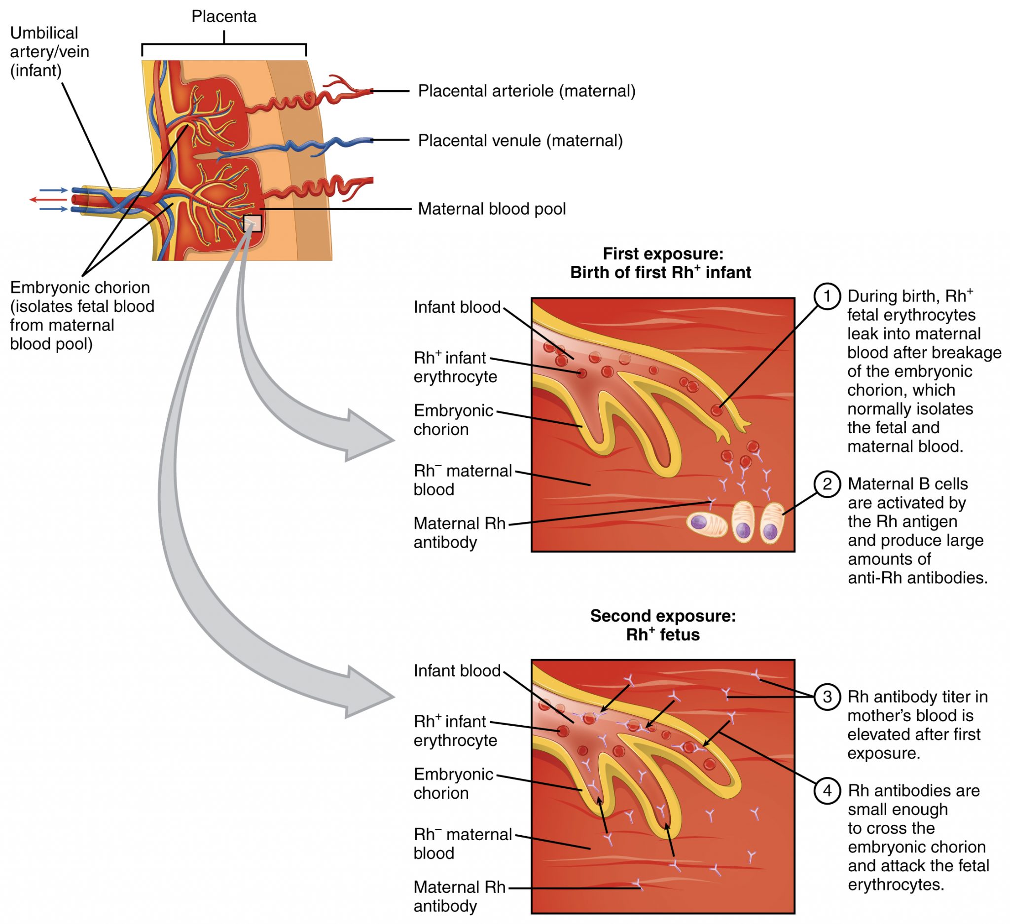 18.6 Blood Typing – Anatomy & Physiology