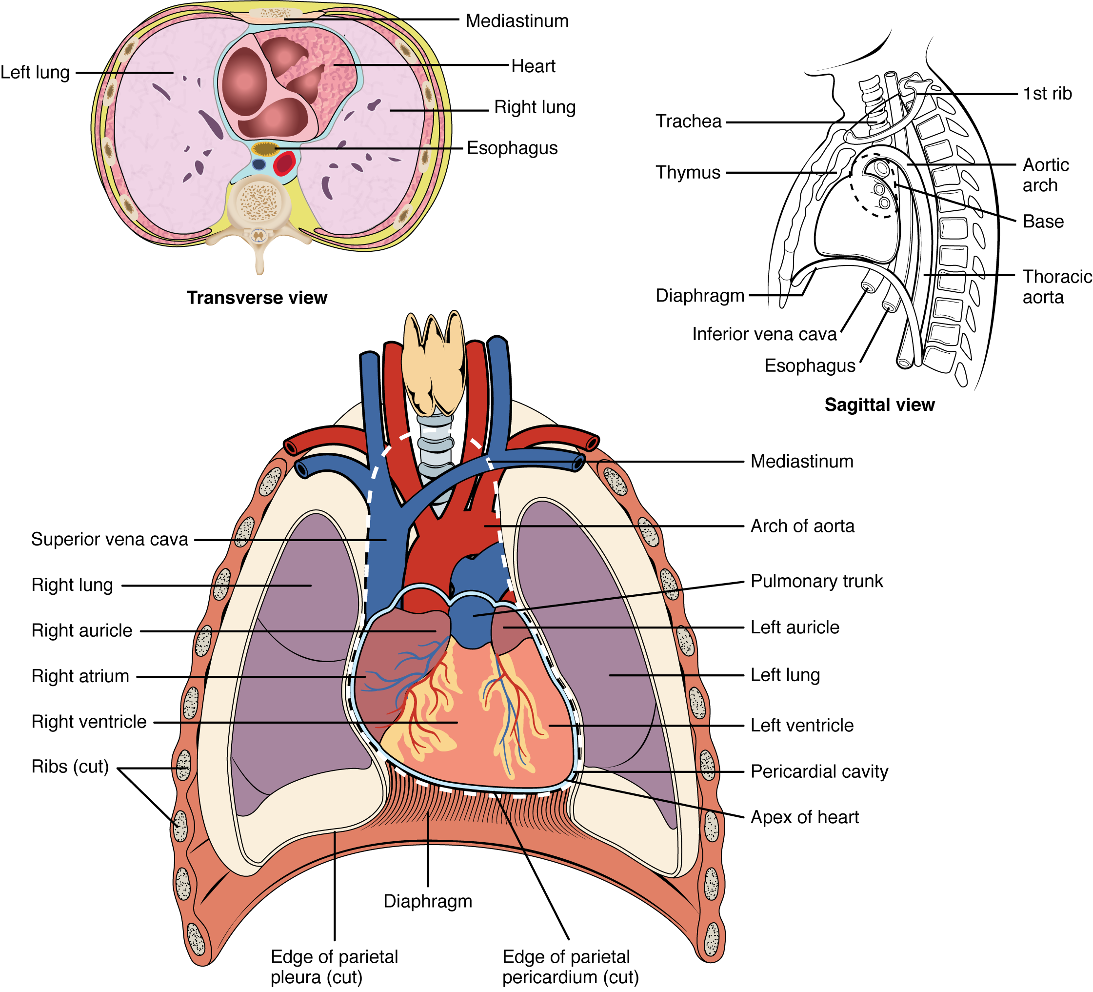 This diagram shows the location of the heart in the thorax.