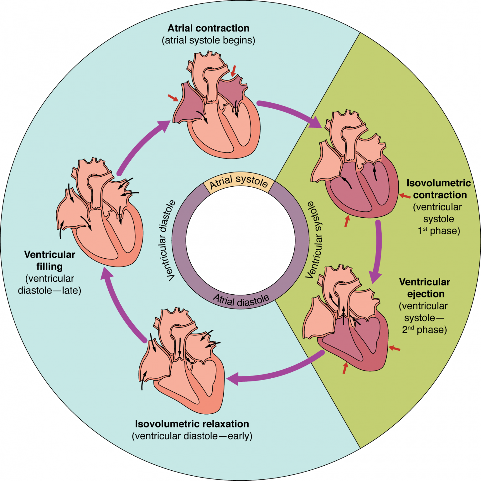 19.3 Cardiac Cycle – Anatomy & Physiology