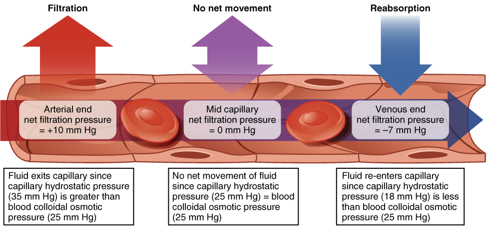 This diagram shows the process of fluid exchange in a capillary from the arterial end to the venous end.