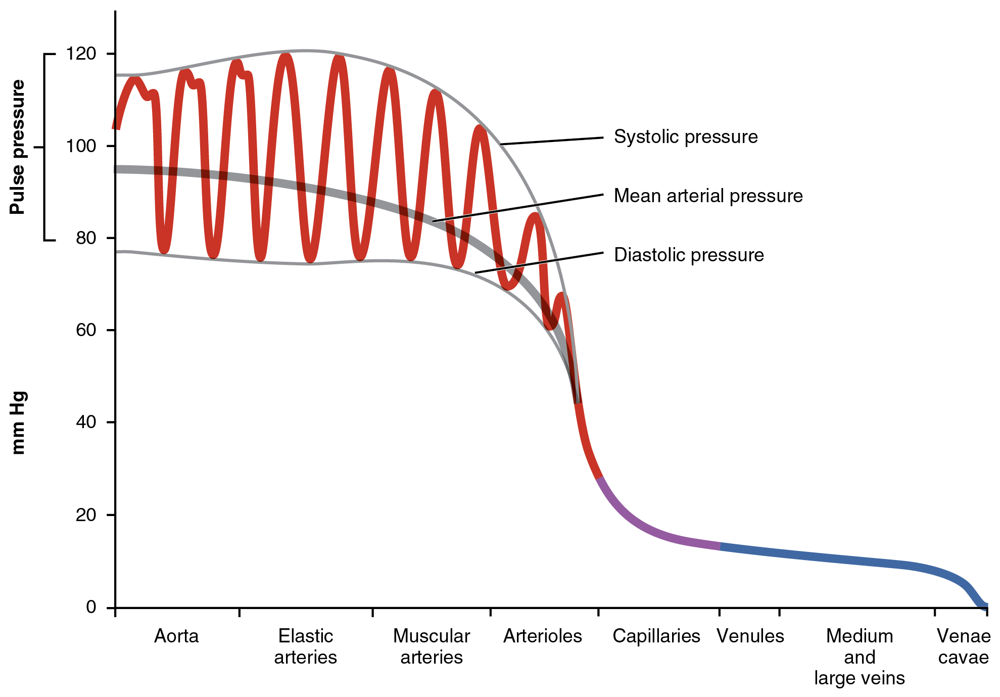 This graph shows the value of pulse pressure in different types of blood vessels.