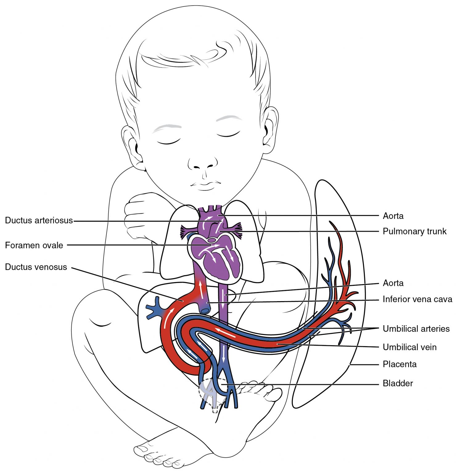 20.6 Development of Blood Vessels and Fetal Circulation – Anatomy ...