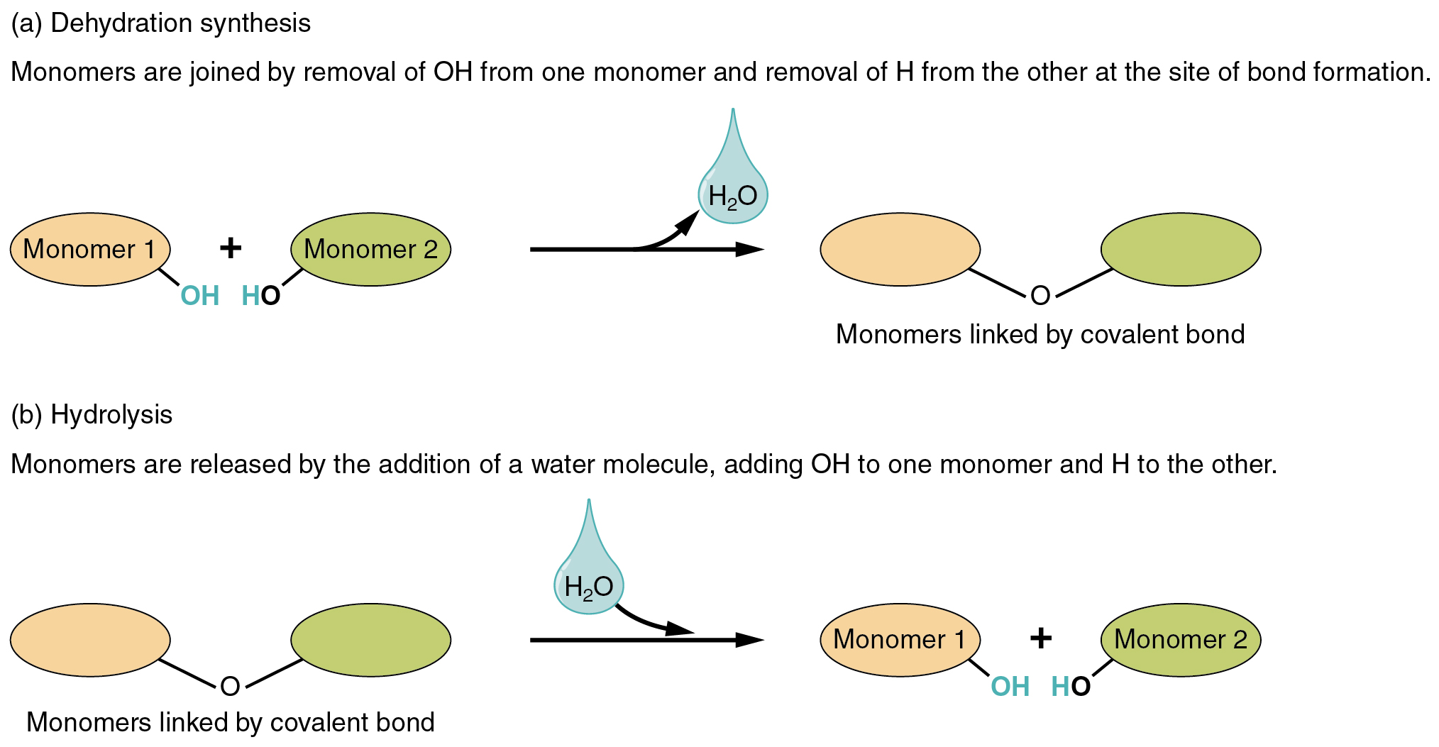 Differences ‍between Inorganic and Organic Materials