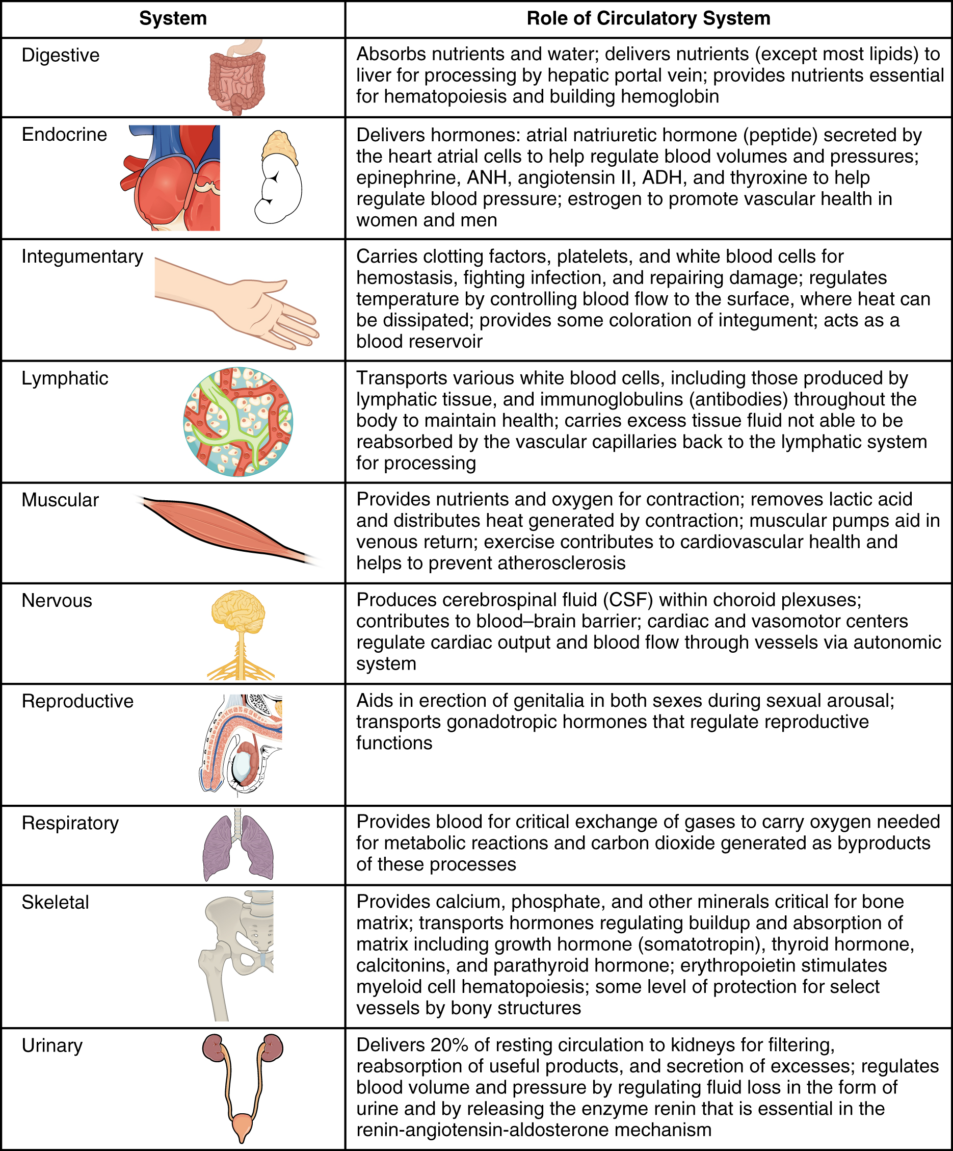 This table outlines the role of the circulatory system in the other organ systems in the body.