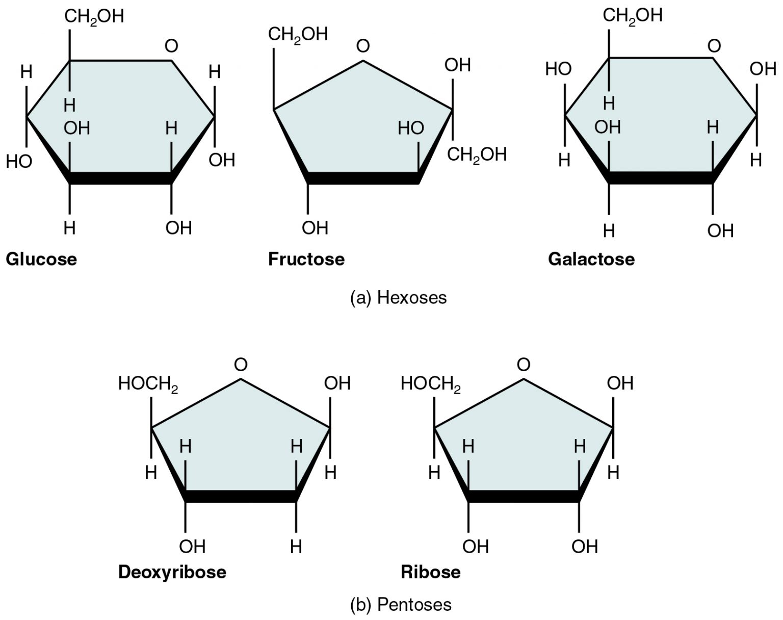 2.5 Organic Compounds Essential To Human Functioning – Anatomy & Physiology