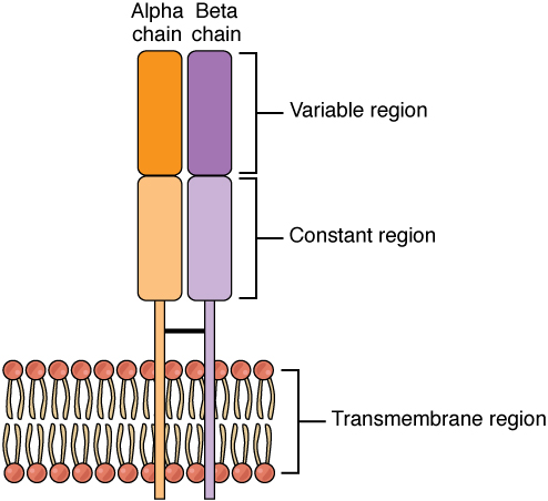 This figure shows the alpha beta T cell receptor in the plasma membrane.