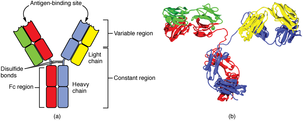 This diagram shows the four chain structure of a generic antibody.