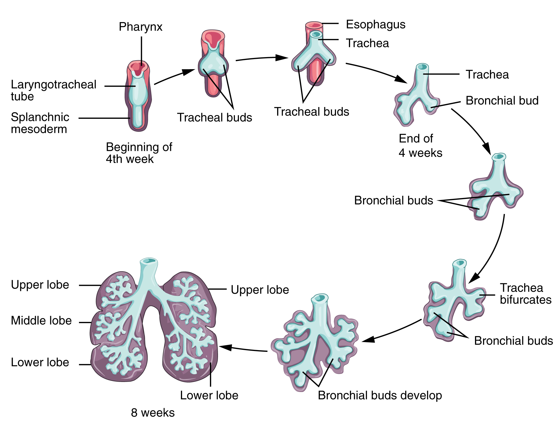 This flowchart shows the embryonic development of the respiratory system and correlates the gestational age to the appearance of new features.