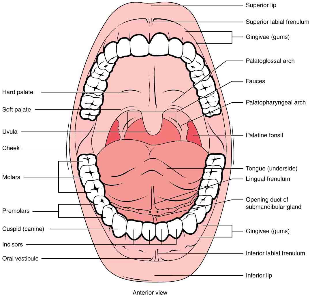 This diagram shows the structure of the mouth. The teeth, lips, tongue, gums and many other parts are labeled.